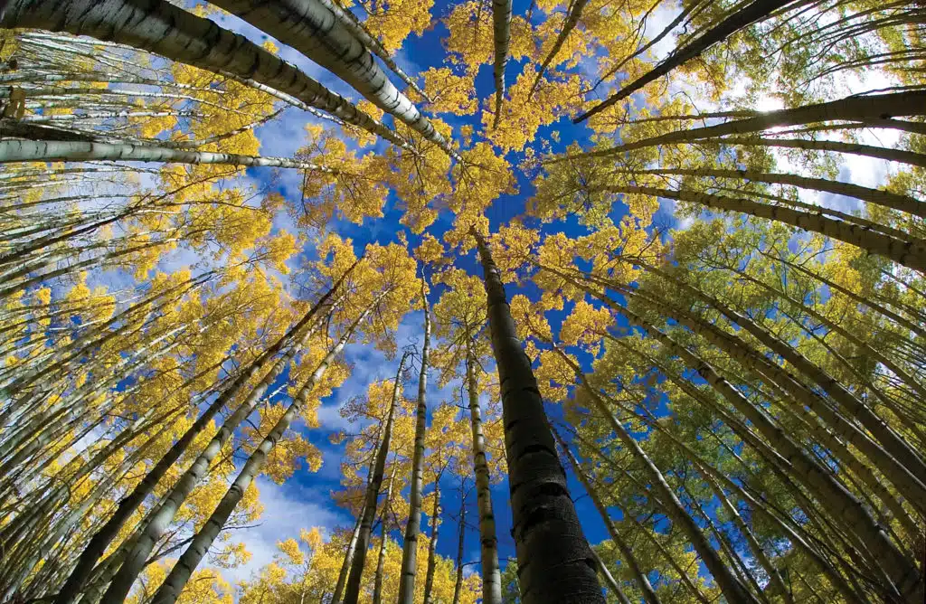 trees with fisheye