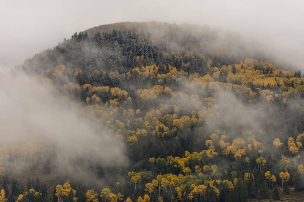 cloudy forest