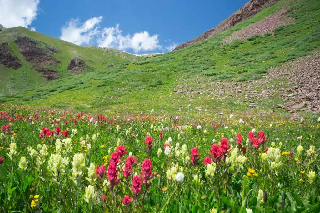 Aspen Snowmass Guided Hiking Adventures: Colorado Wildflowers